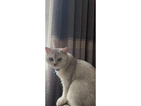 8 aylık erkek uysal aile kedisi