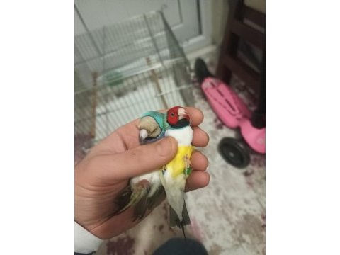 Goldian finch gökkuşağı ispinozu