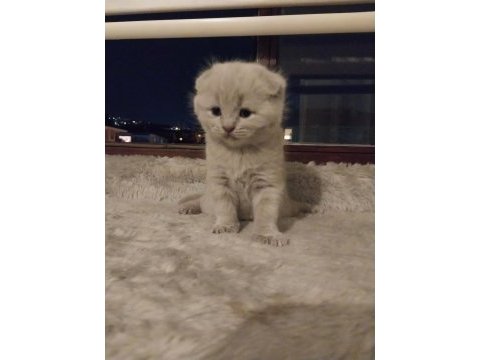 Scottish fold lilak rengi