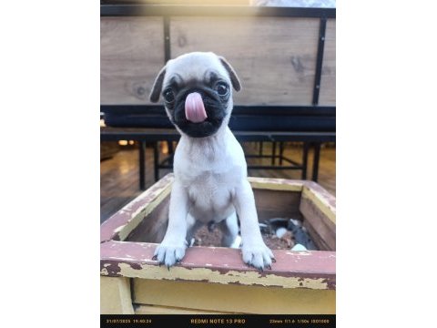 Pug bebek erkek tuvalet eğitimli