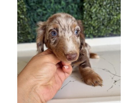 Dapple merle mini dachshund longhair
