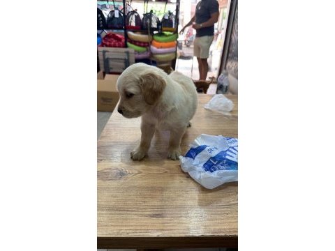 Çok tatlı erkek golden retriever