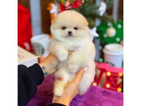 Saf kan pomeranian boo yavrularımız