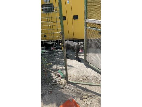 Safkan blue cane corso