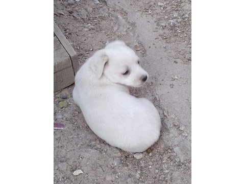 Dişi fino beyaz yavru köpekler