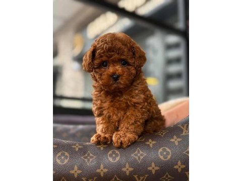 Red brown kore toy poodle yavrular