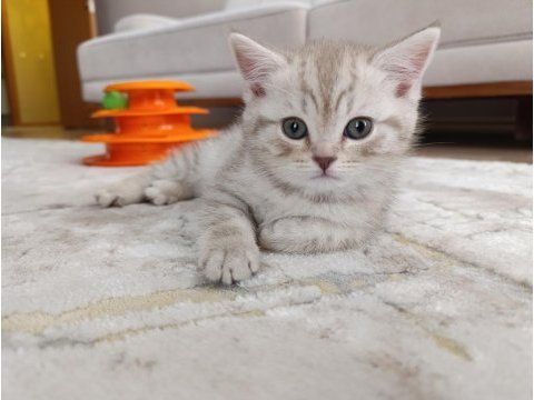 Erkek british 2 aylık