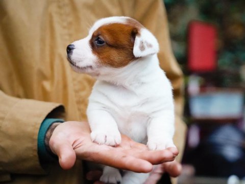 Fcı şecereli safkan erkek jack russell terrier