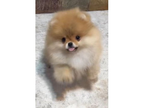 Pomeranian boo erkek yavrular
