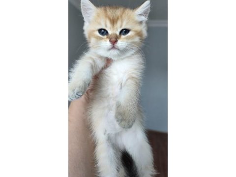 Teslime hazır minnoş kedilerim