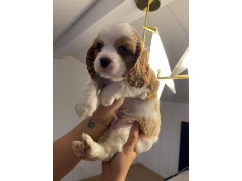 Evde en bakılabilecek ırk cavalier king charles
