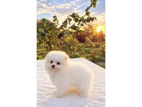 Kusursuz karbeyaz dişi pomeranian boo