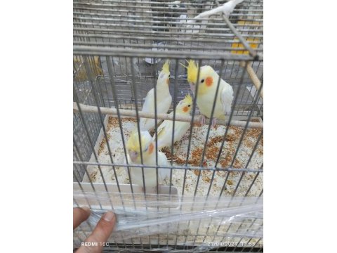 Sultan papağanı lutino kırmızı göz