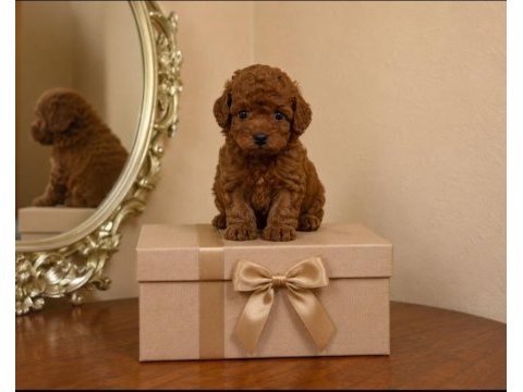Harika poodle çocuklar