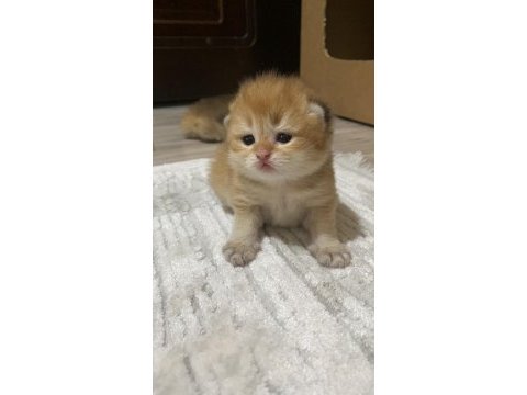 Safkan british bebeklerim pet & şecereli rezerveye açık