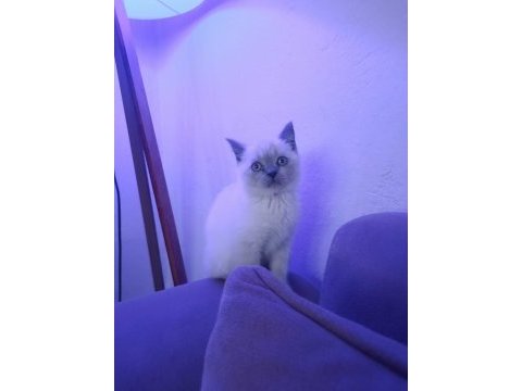 Evcil british longhair kedisi