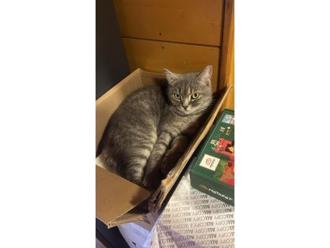 Sağır kedimiz ama çok tatlı