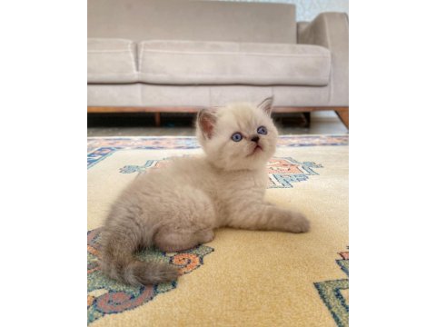 A kalite british shorthair lynx point