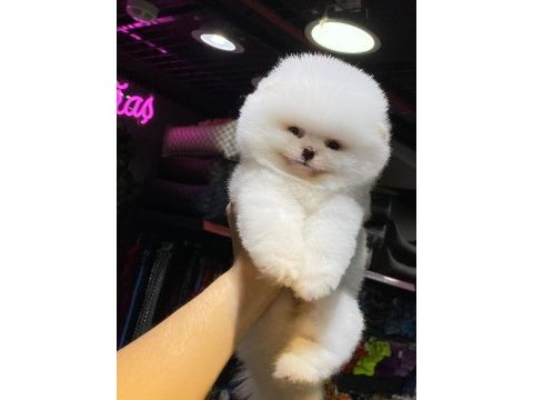 Ankaranın tek pet danışmanlığı 