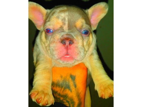 Egzotik lilac merle tan isabella carrier french bulldog
