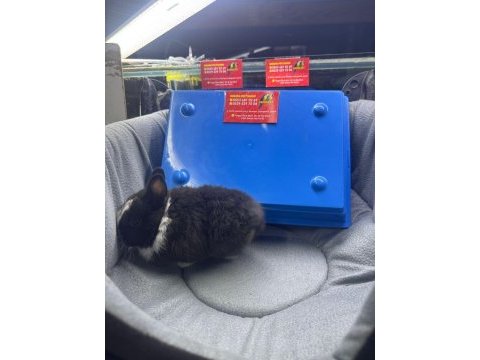 Cüce netherland dwarf tavşan yavrularımız