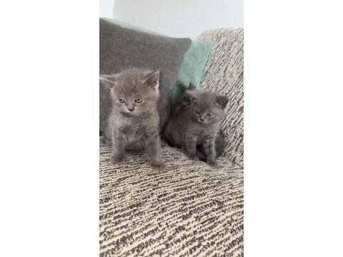 British shorthair kedisi
