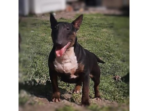 Bull terrier dişi standart