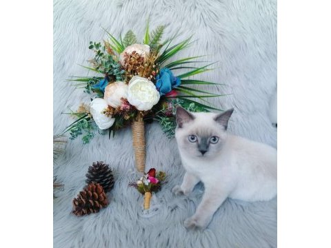 British shorthair dişi