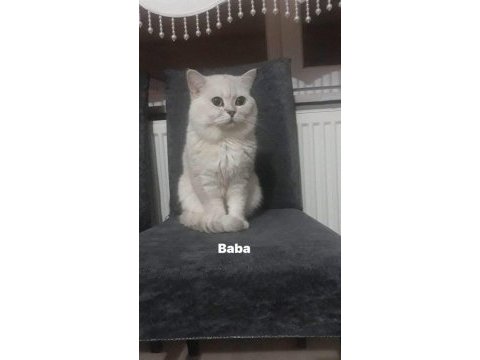 Güzel kedilerimiz yeni yuvalarına gitmeyi bekliyor