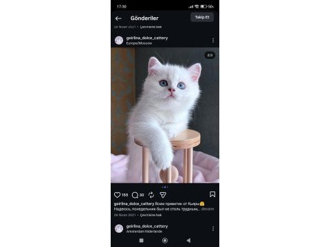 Kar beyaz silver british shorthair ns1133