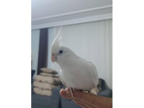 Albino sultan papağanı