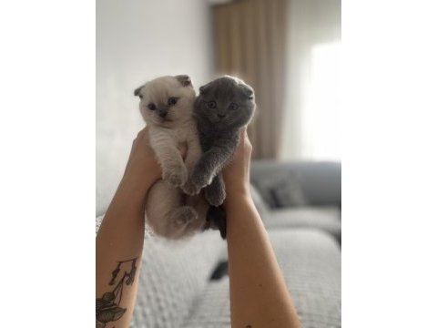 Scottish fold bebekler