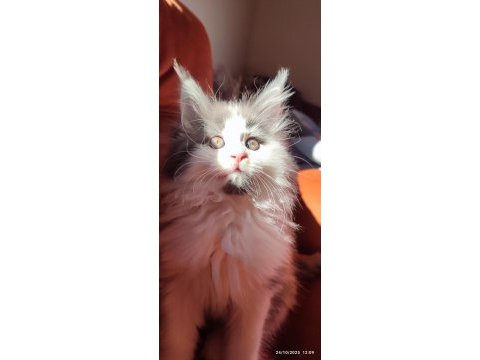 Eşsiz renkler ve dopdolu secereler ile safkan mco yavrular