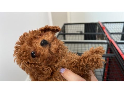 Poodle evimizin neşeleri size neşe katmak için hazırlar