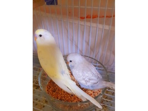Yeni yeme düşmüş bebek muhabbet kuşlar erkek