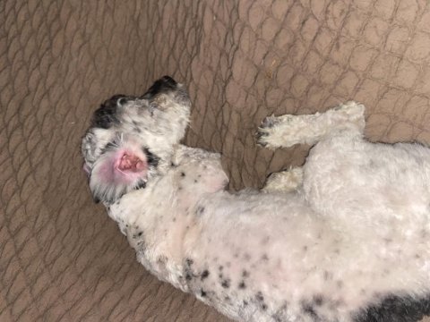 Maltipoo 7 aylık erkek