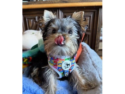 Minik prens yorkshire terrier