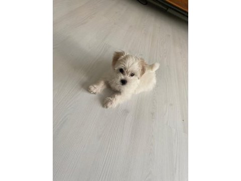 50 günlük dişi 0 numara terrier kuru mama yiyor