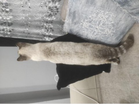 Ücretsiz sahiplendirme scottish fold kedimiz
