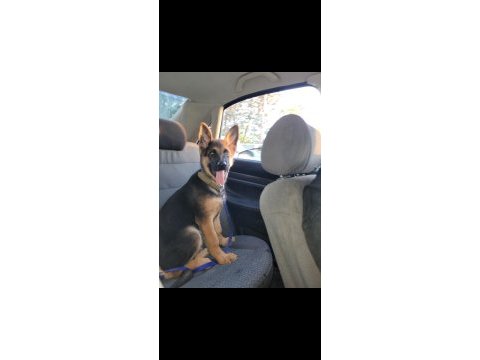 K9 safkan alman kurdu erkek yavru