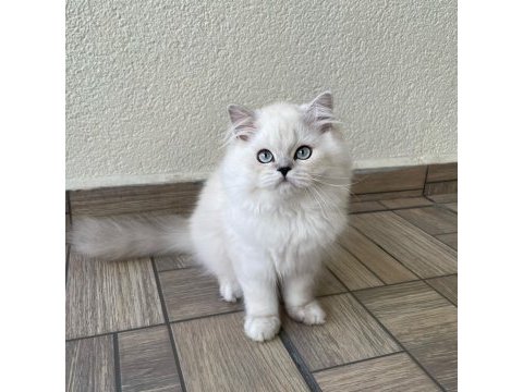 Sevgi dolu yakışıklı british longhair oğlumuz