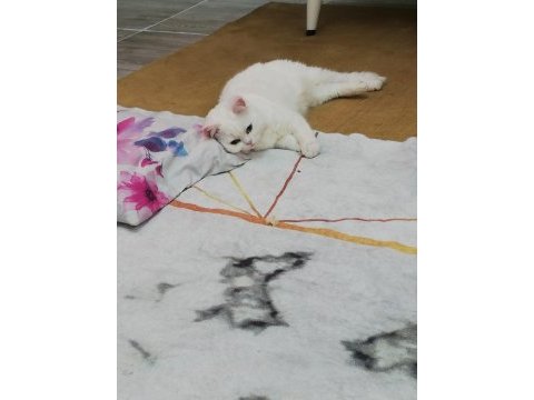 Beyaz british shorthair baba kız