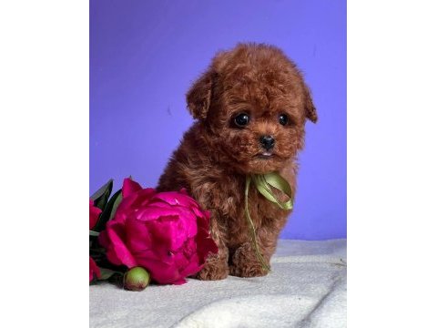Eğitimli kore toy poodle yavrular