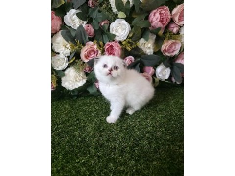 Scottish fold ve british yavrularımız