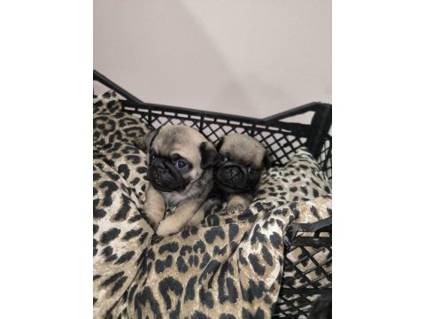 Erkek pug yavrularımız yeni ailesini arıyor