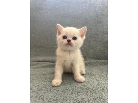 Mavi göz beyaz renk dik kulak erkek kedimiz