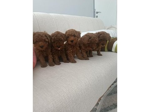 Oyuncu kore kan poodleler seni bekliyor
