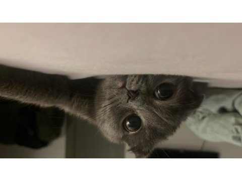 Scottish fold 3 yaşında dişi