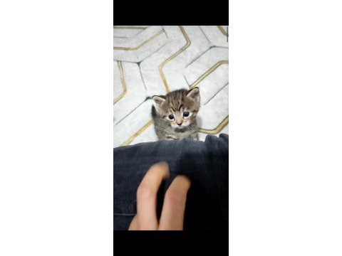 Asil tekir prensesimize yuva arıyoruz