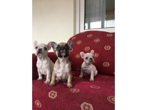 Sahibinden sağlıklı french bulldog yavruları